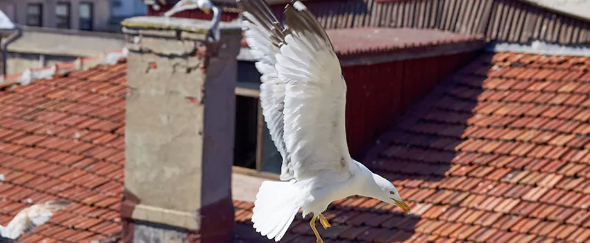 Residential Chimney Animal Removal Solution in Cimarron Hills, CO