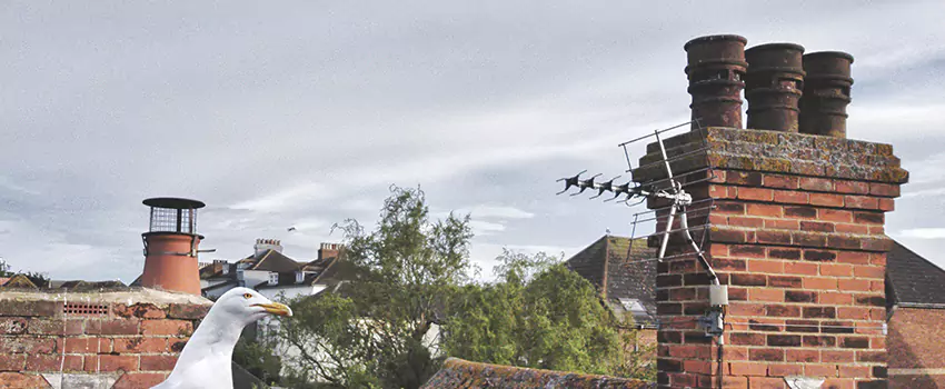 Chimney Cleaning And Restoration in Cimarron Hills, Colorado